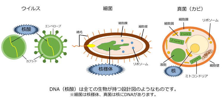 紫外線による殺菌の原理